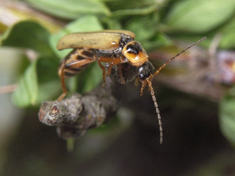 Metacantharis clypeata (Illiger, 1798)